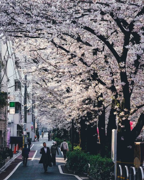 takashiyasui:Meguro river in full bloom