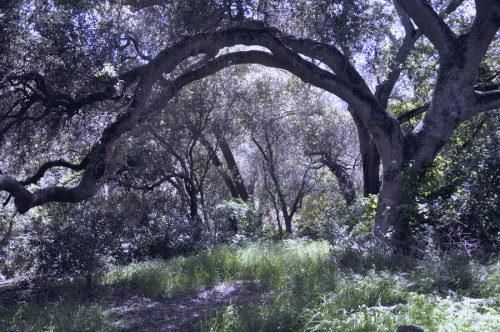 mykindafairytalee:The Elfin Forest by =Phatpuppyart