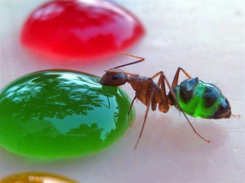 apennyathought:  Dr Babu, from Mysore, in South India said:  ’As the ant’s abdomen is semi-transparent, the ants gain the colours as they sip the liquid. ‘The secret is the paraffin base, which prevents the drops collapsing when the ants touch