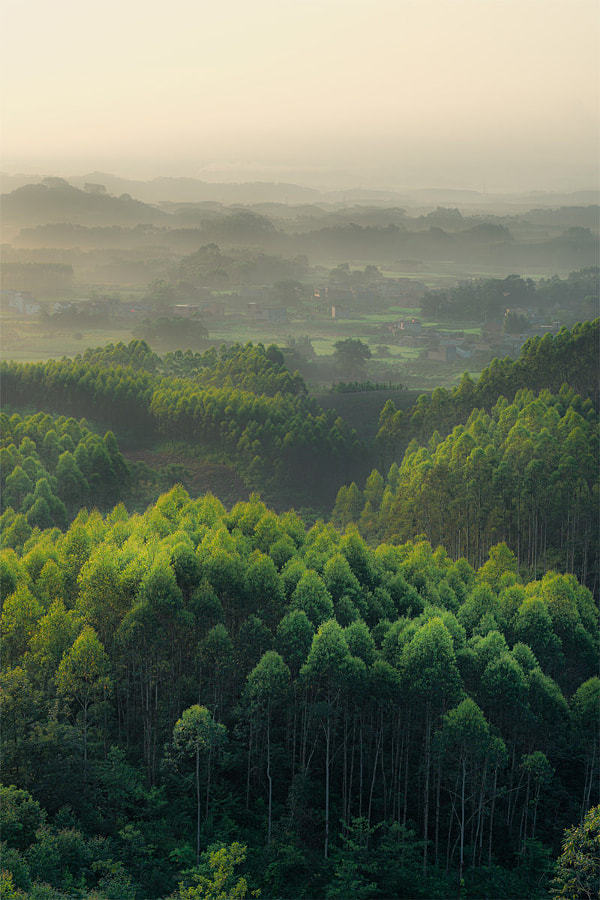 drxgonfly: 桉树 (by  天行者&amp;middot;卢克)