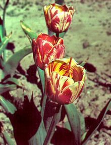 sixpenceee:  The following are tulips infected with a virus. The virus infects the bulb and causes the tulip to break its lock on a single color, resulting in intricate bars, stripes, streaks, featherings or flame-like effects of different colors on