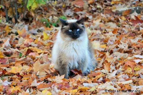 Porn catsatthebar:  The Abominable Leaf Kitty photos