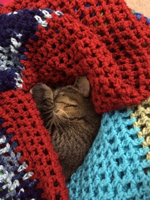 absentlyabbie:you will never be as comfy as this babbyall shall envy her, and despair
