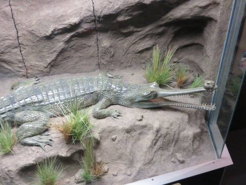 a-dinosaur-a-day: American Museum of Natural History, Part 20: CROCODILIANS!The “Crocs: A