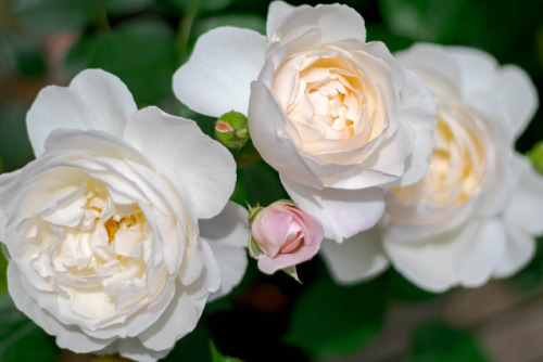 oldandenglishroses - Desdemona, English Rose