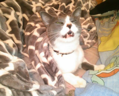 unflatteringcatselfies:she has a skill called sneezing when i take pictures.
