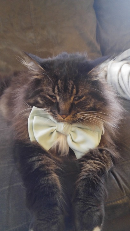 king-kris-of-the-losers:My cat likes wearing a bow…it makes her feel important