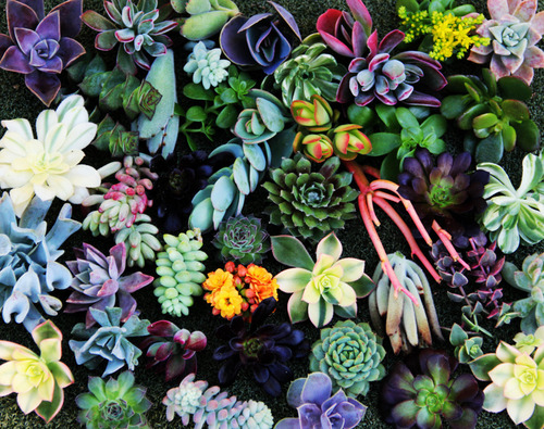 upclosefromafar:  maevria:  Nature ❀ Hippie☮Witchy☽O☾   ~My Hidden Nirvana~