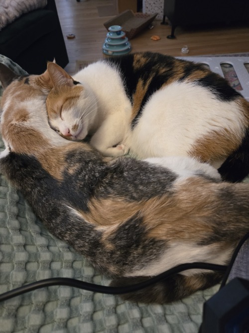 Blazing These Pics Of Pepper (moustache) And Sweet Potato (pastel No Moustache) Please Enjoy