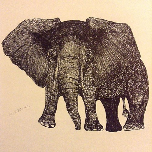 Porn photo #pen #ink #elephant #art #drawing #myartskills