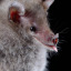 itsybitsybat666