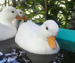 bunnycottage:  call ducks are the cutest breed of duck moodboard