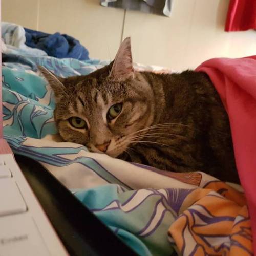 My study buddy for the day #tigerlily #catsofinstagram #kitty #tabby #shitten #cat #furbaby