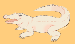 cargoart:  leucistic crocodile doodle 