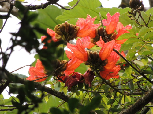 elyunqueblog: Árbol de “meaito”/ African Tulip (Spathodea campanulata) is a nativ