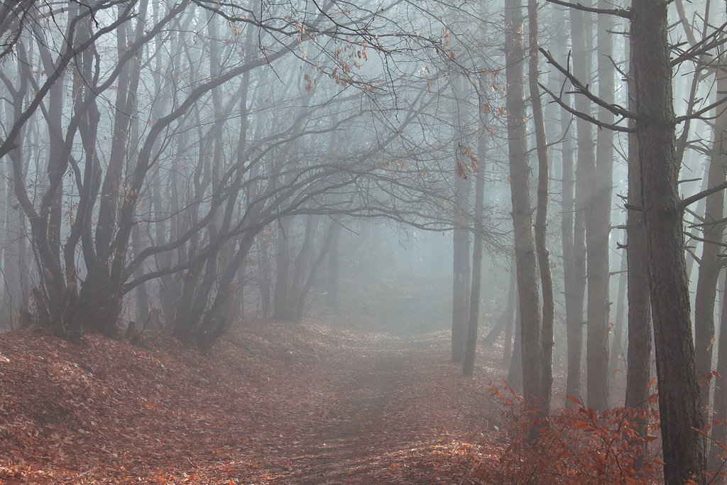 jacindaelena:  by Adrian K. 