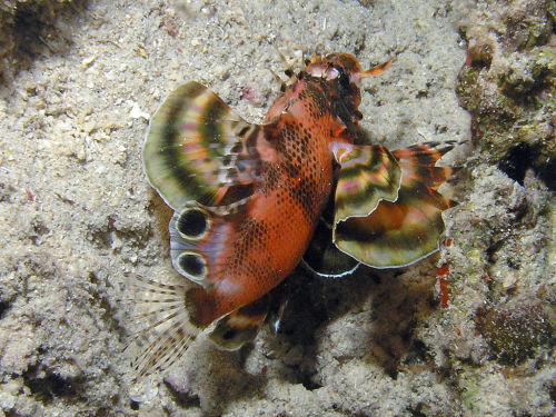 Twospot turkeyfishDendrochirus biocellatusC Rob, CC 2.0