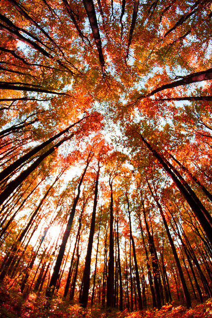 whiletheleavesfall:  autumn-maple:  Bottom adult photos