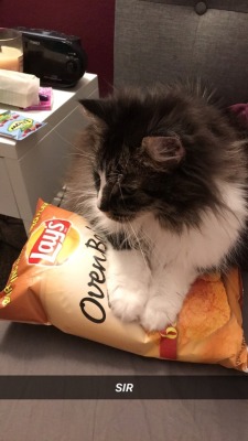 unflatteringcatselfies:this is my beautiful boy cosmo, he’s a dork and he is oddly obsessed with chips and i love him with my whole heart