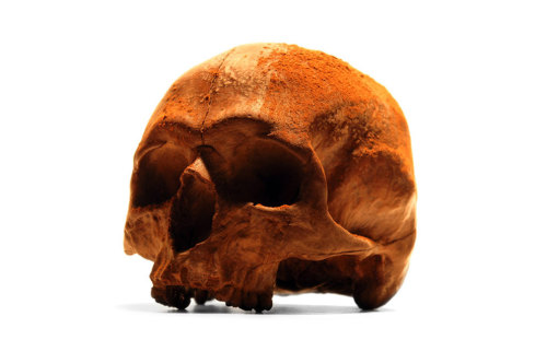 itscolossal:  Edible Anatomically Accurate Chocolate Human Skulls