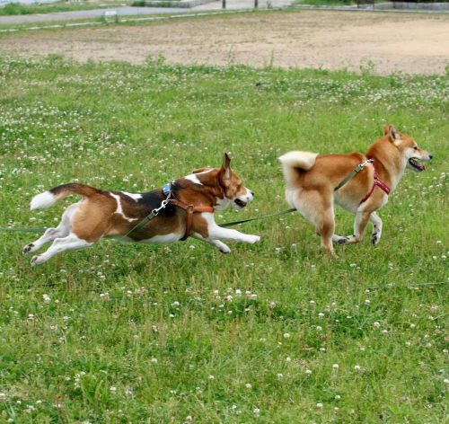今日27日は月命日。2009年6月4日のジャックさん。年下の友達の柴くんと琵琶湖畔で走りまくり。いまは友達も虹の橋。 #beagle #ビーグル #dog #犬 www.instagr