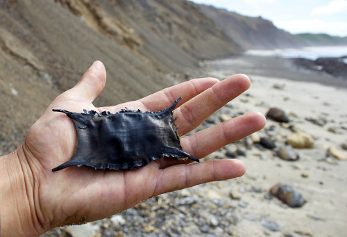 mermaid’s purse (shark egg case)San Mateo county CA March 2015 / T3i /when i was a little boy 