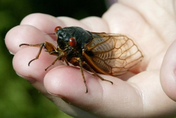 Periodical cicadas (genus Magicicada): prime