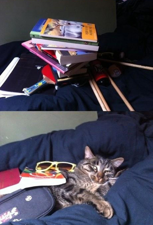 jaidefinichon:  Gatos qls les importa una mierda todo