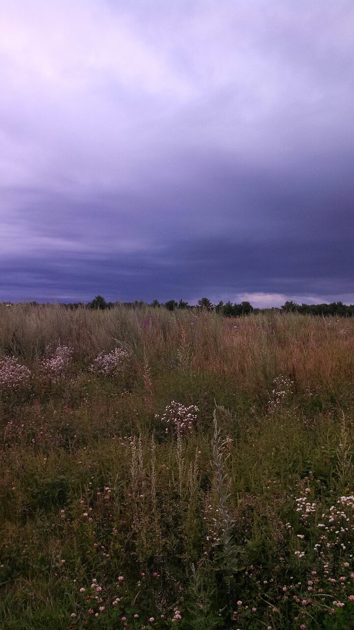 marcescences:  melancholy