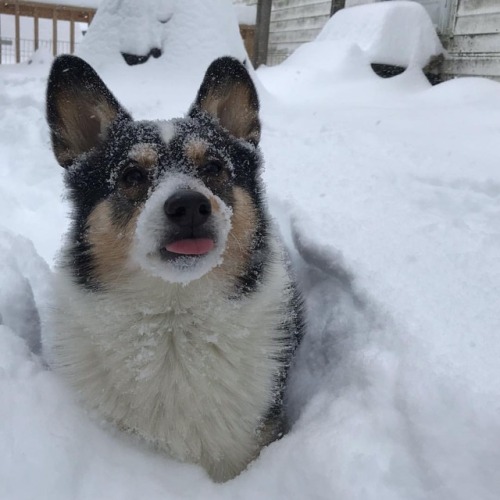 How I feel about the level of snow.......#corgi#kipper#pembrokewelshcorgi #corgisofinstagram #welshc