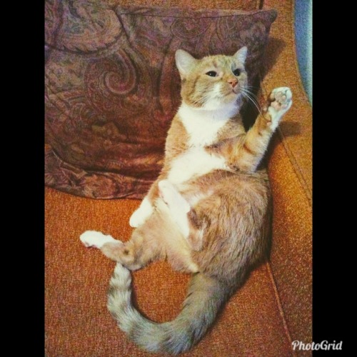 naturelvr69likes: shana420marie: “Fetch me my nip!” #catsmostlycats #catsoftumblr @mostl