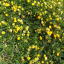 careyellow