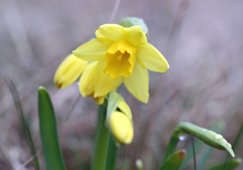 Narcissus pseudonarcissus (commonly known as wild daffodil or Lent lily) / Påsklilja.