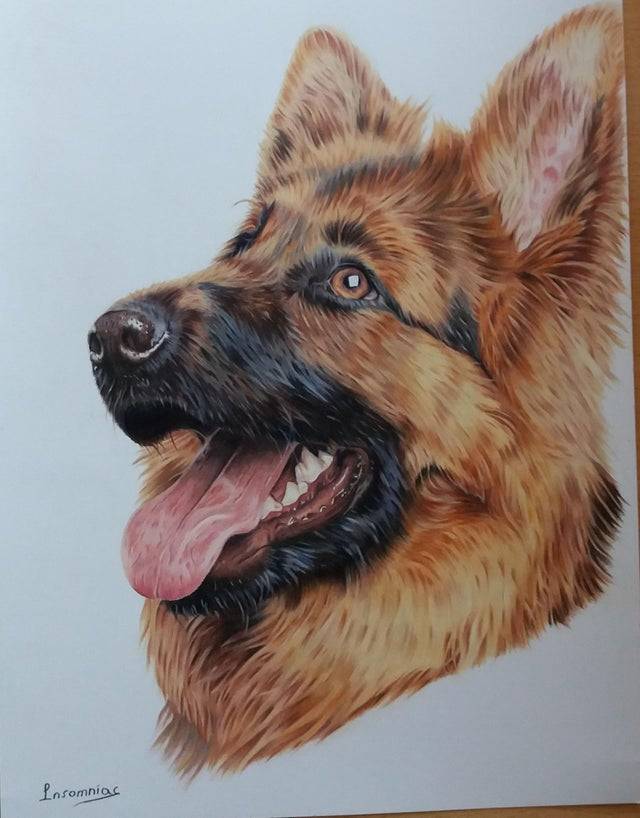 Colored pencil portrait of a german shepherd I did back in 2021. I was very happy with how it turned out