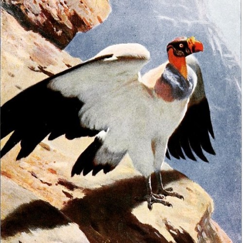 This King vulture (Sarcoramphus papa) is ready for takeoff on this #Feathursday! #SciArt by Friedric