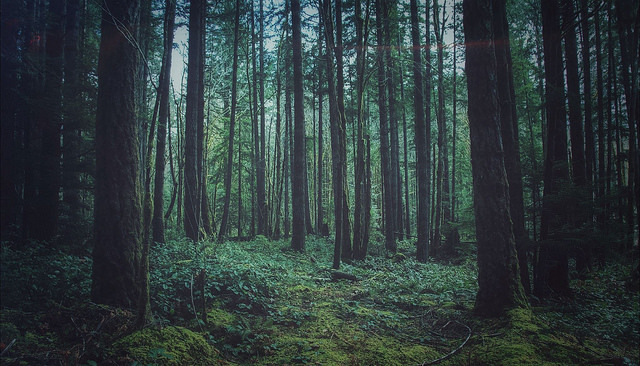 englishsnow:  devildoe   I need to be there right now