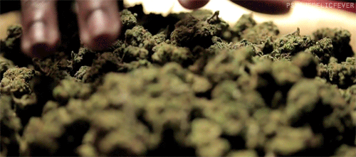 bossassjames:  Palm Trees :)