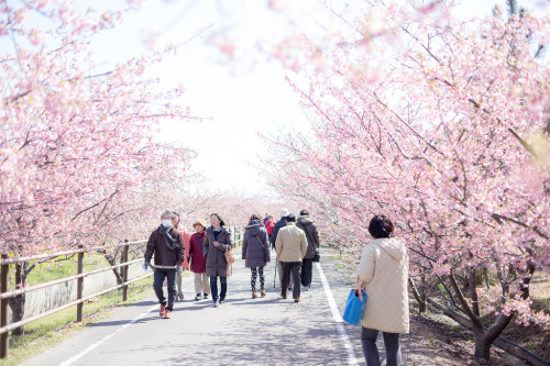 japan-overload: 浜岡砂丘さくら祭り Hamaoka dunes sakura festival by kibo35