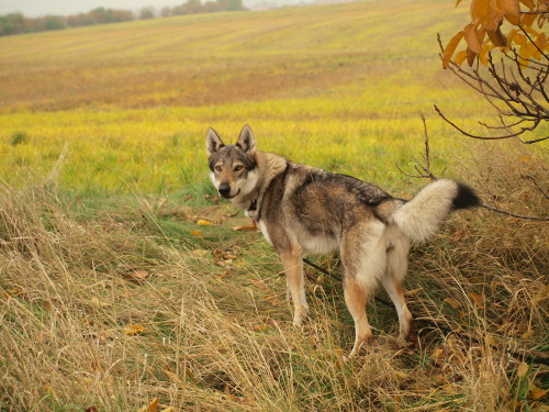 Porn Pics the-little-wolfdog:  Hello, autumn 