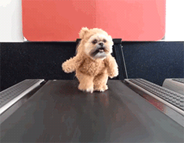 mashable:  If this video of Muchkin the shih tzu dressed as a teddy bear isn’t cute, then I don’t know what is,
