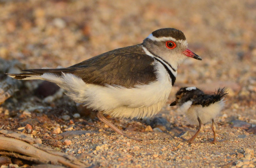 importantbirds:  cuteanimalfamilies:  Three-banded Sandplover (Charadrius tricollaris) & Chick (by Ian N. White)  how gonna so many parenting when ye gots the PINKEYES bubbe? “NAY it is new makeuplines” 