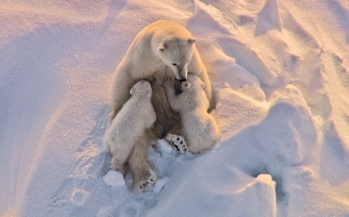 wolverxne:  Frozen Planet It has already captivated millions, taking viewers on a spectacular polar expedition to the frozen wildernesses of the Arctic and the Antarctic. And now the makers of the landmark BBC series Frozen Planet, bringing the natural