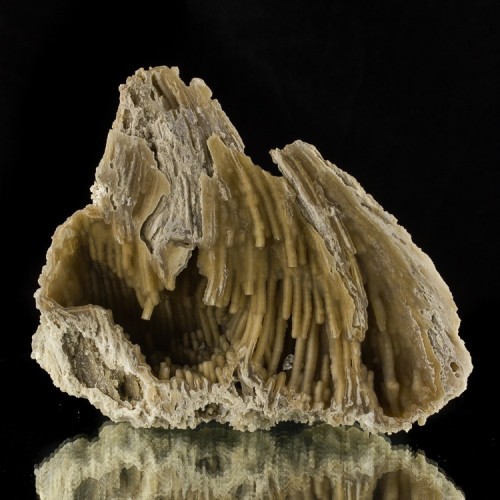 Stalactite-lined Agatized Coral - Withlacoochee River, Lowndes Co., Georgia