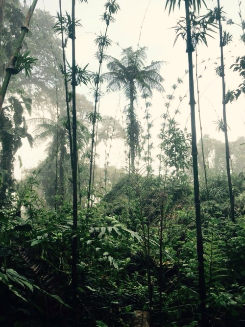 halfmoongoose:  Ecuadorean orchid reserve in the heart of the cloud forest. ❤️