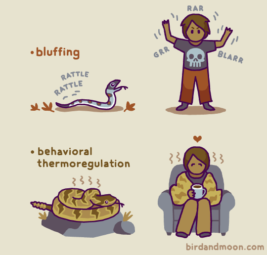 birdandmoon:Snakes are amazing! High five (/tail?) to all the snake fans. The species