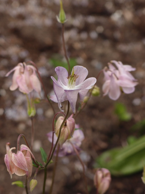 Aquilegia vulgaris — European columbine