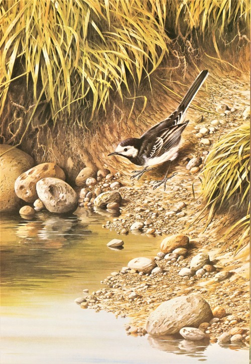 A Wagtail FeathursdayThis week we highlight some Wagtails in the genus Motacilla. The only wagtails 