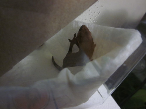 I day old and already doing the Sexy Leg