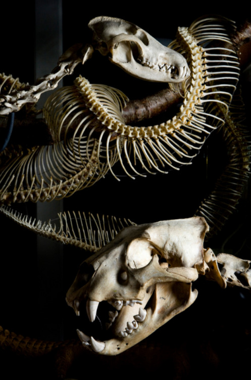 shhh-imbatman:Lion and maned wolf skeletons – Grant Museum by UCL News on flickr