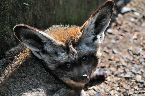 Cute Eyes…,….That’s If Bat-eared Foxes Can Be Cute?Exmoor Zoo, Devon, England   April 